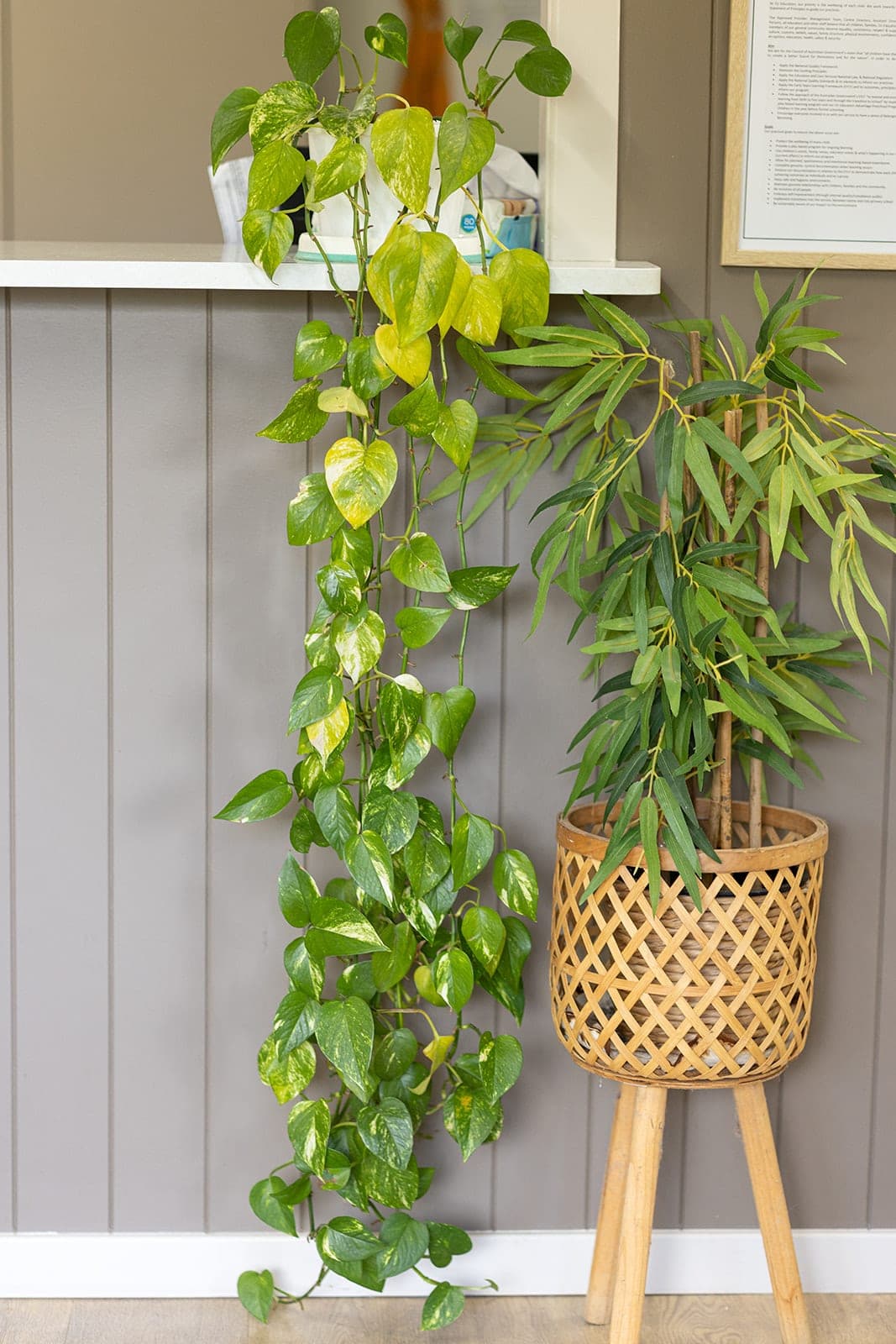 Trailing pothos and bamboo in a woven planter against a timber wall