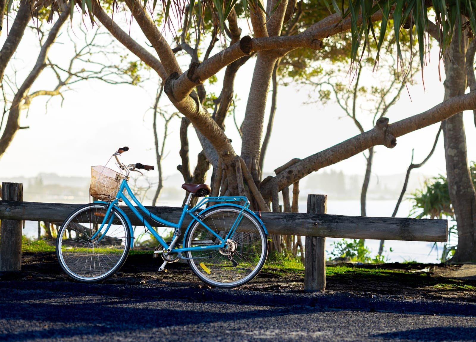 A blue bicycle with a basket leaning on a timber fence under pandanus trees