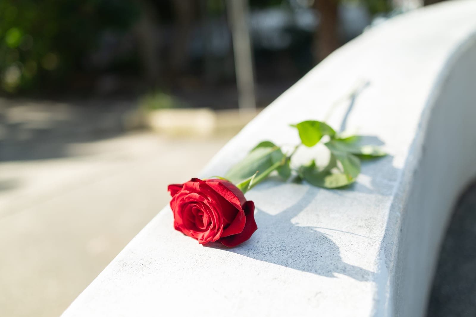 A single red rose resting on a sunlit white concrete ledge