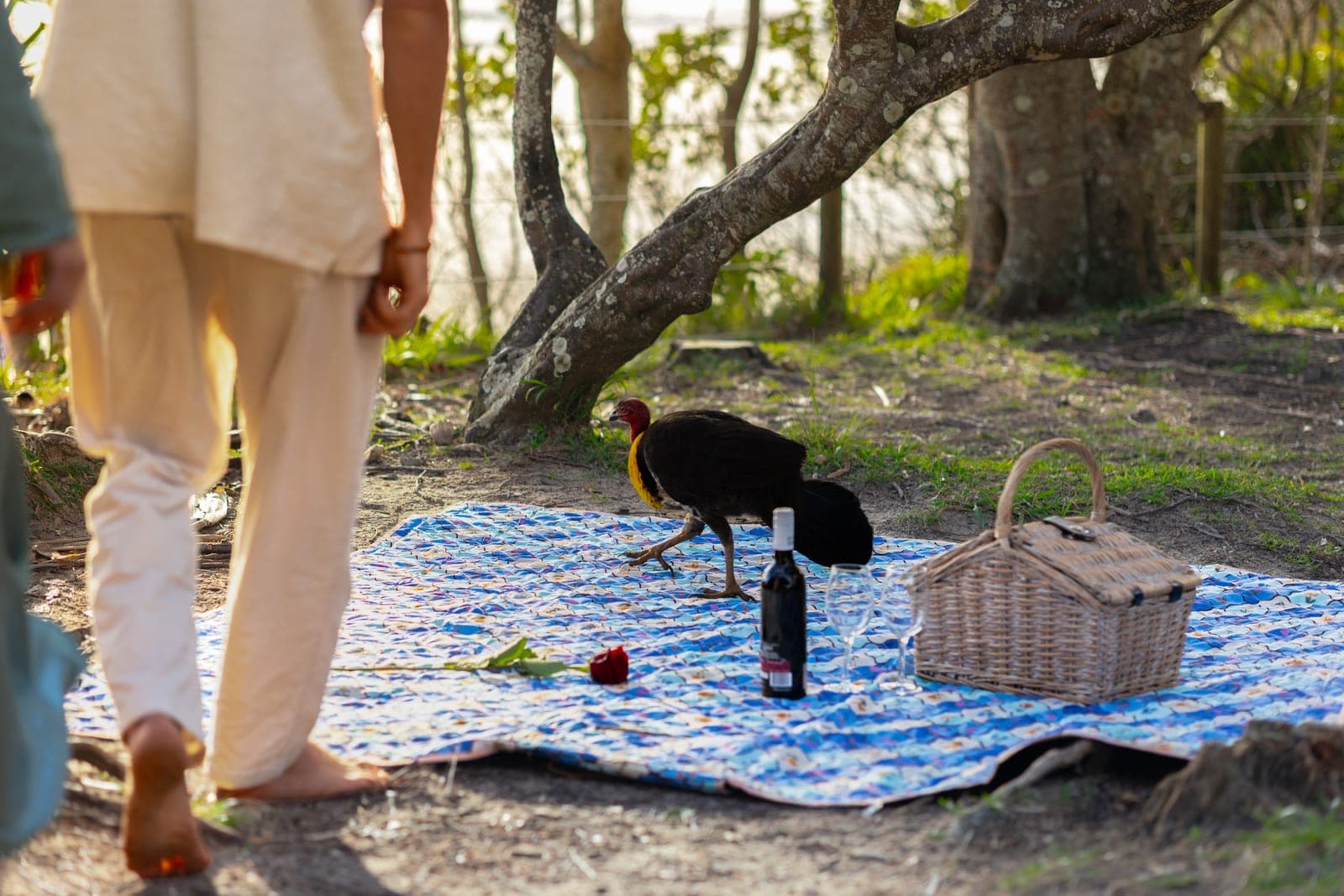 A brush turkey crashing the picnic, stepping across the blanket past the wine